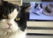 dia internacional del gato