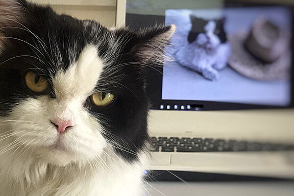 dia internacional del gato