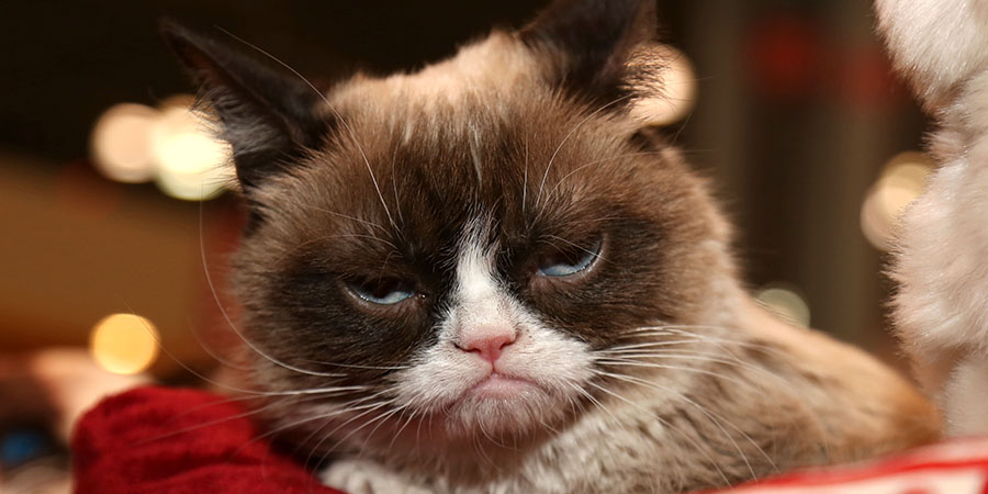 dia internacional del gato-Grumpy Cat